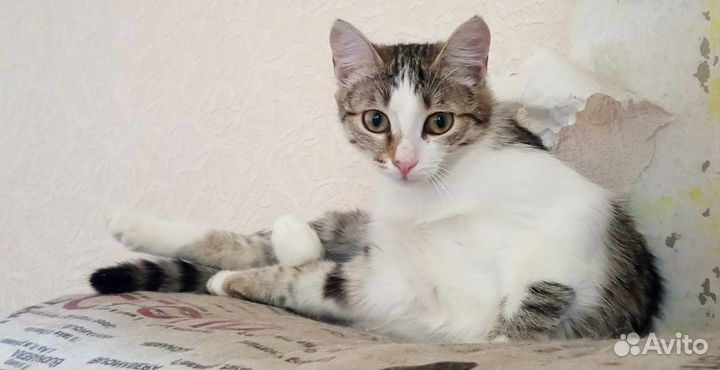 Кошка, котенок