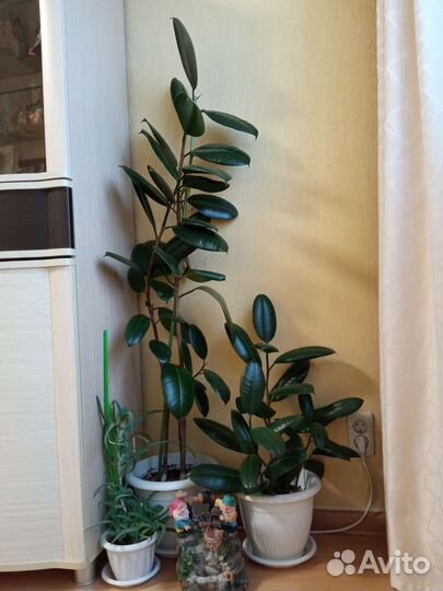 Домашние цветы