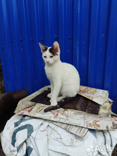 Котята в дар