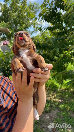 Той-терьер щенки