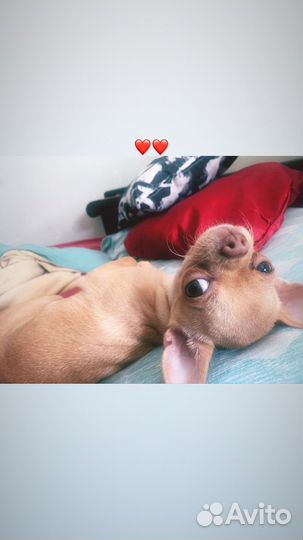 Чихуа для вязки