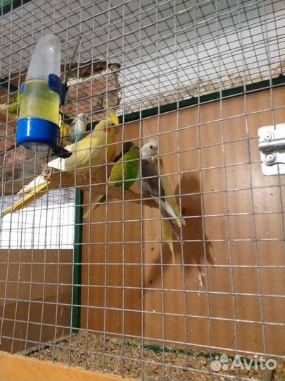 Попугаи волнистые,кореллы, канарейки,амадины