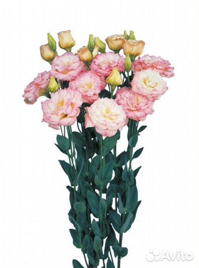 Эустома рассада. Ирландская роза 4шт