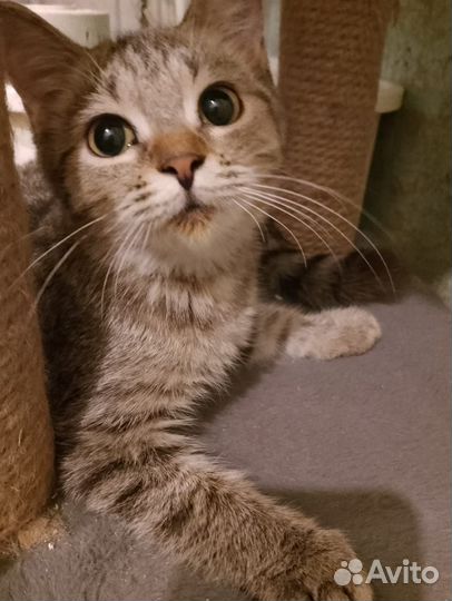 Котенок девочка