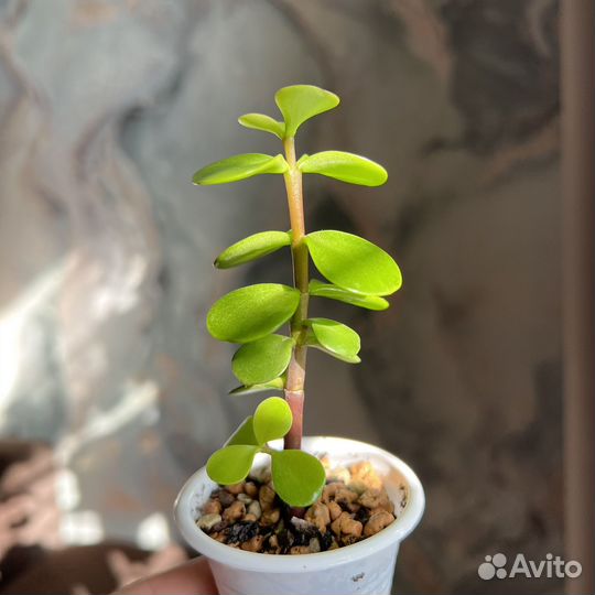 Портулакария Афра (Dwarf Jade). Суккулент