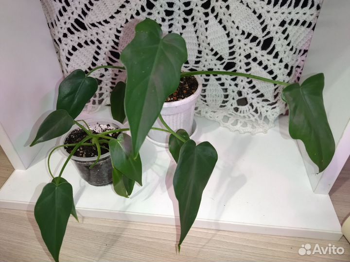 Филодендроны и Сциндаптусы