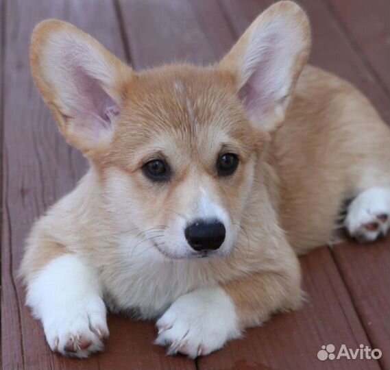 Вельш-корги щенки