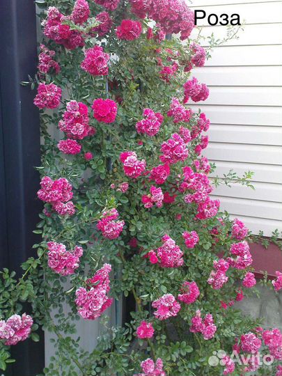 Многолетние цветы