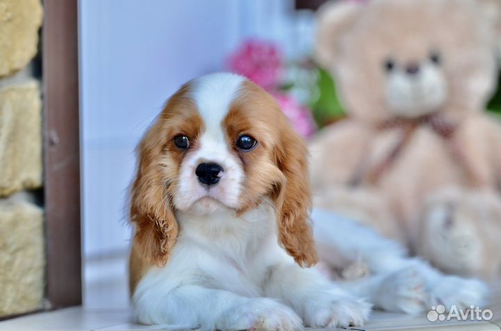 Щенки спаниеля кавалер кинг чарльз