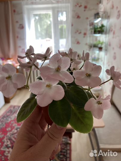 Мини фиалки