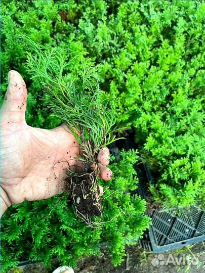 Саженцы туи, туя смарагд