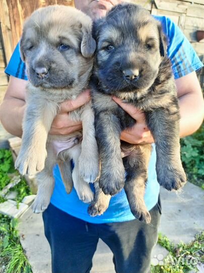 Щенки кавказской овчарки