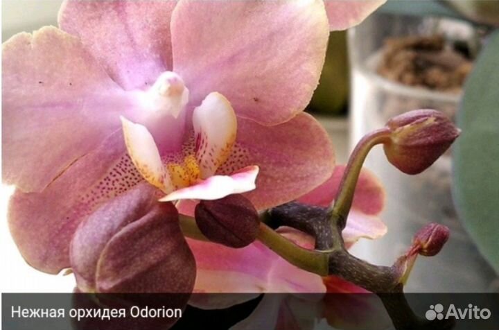 Орхидея Odоrion(арома)