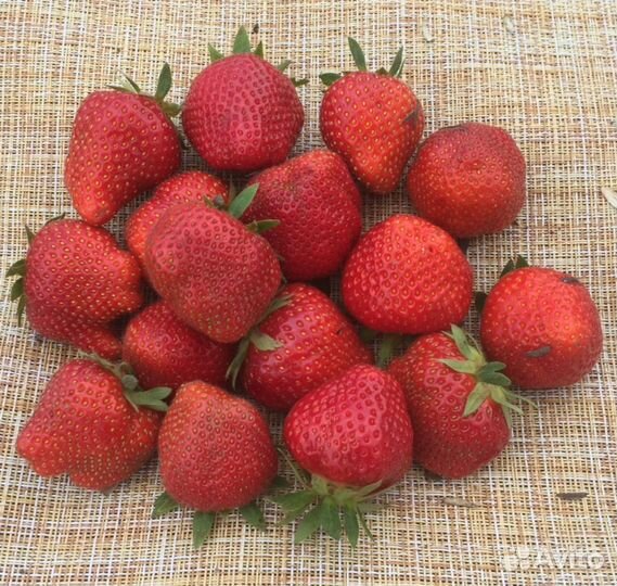 Саженцы Клубники пересорт