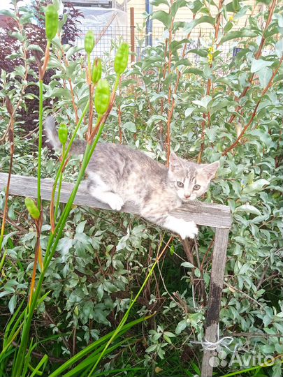 Котёнок трёхцветный, девочка