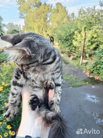 Котенок