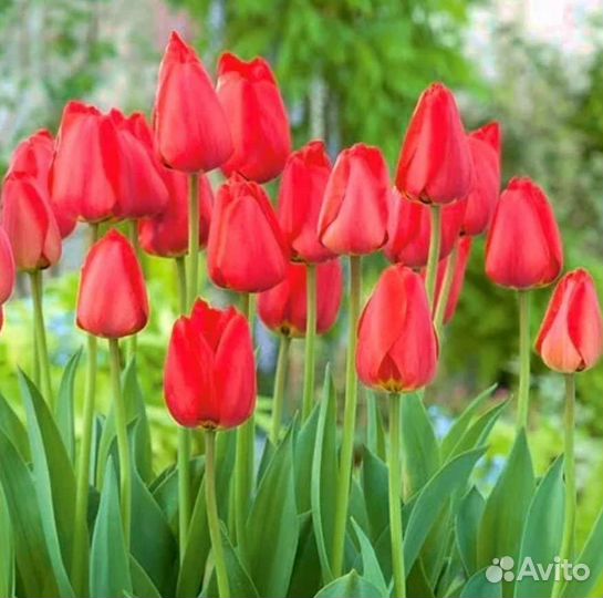 Тюльпаны (детки)