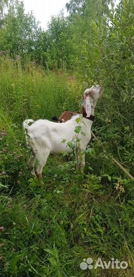 Англо нубийские козы
