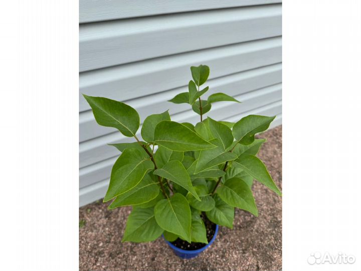 Сирень обыкновенная Маршал Малиновский