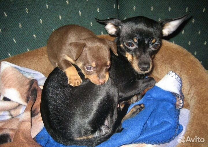 Той-терьер щенки