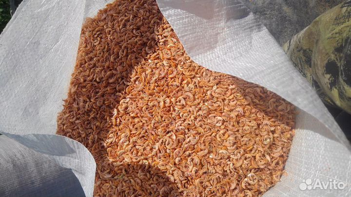 Гаммарус (мормыш) сухой в розницу и оптом