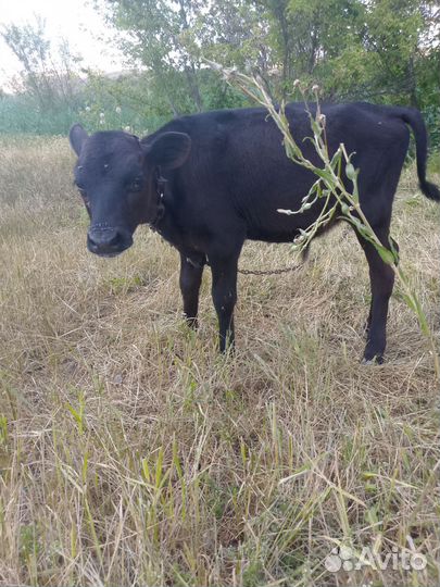 Продам бычка 1,5 мес