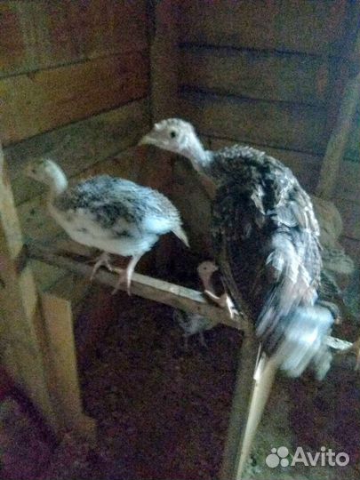 Индюшата подрощенные