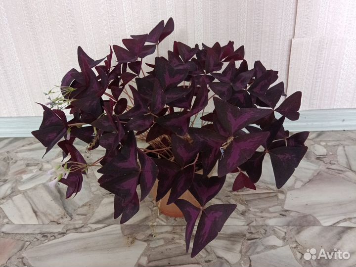 Кислица оксалис