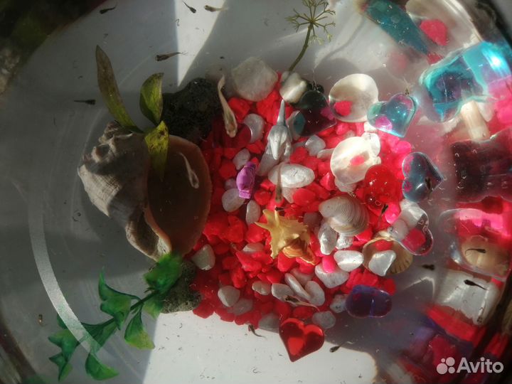 Аквариумные рыбки