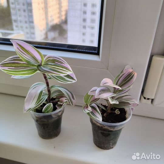 Традесканция нанук