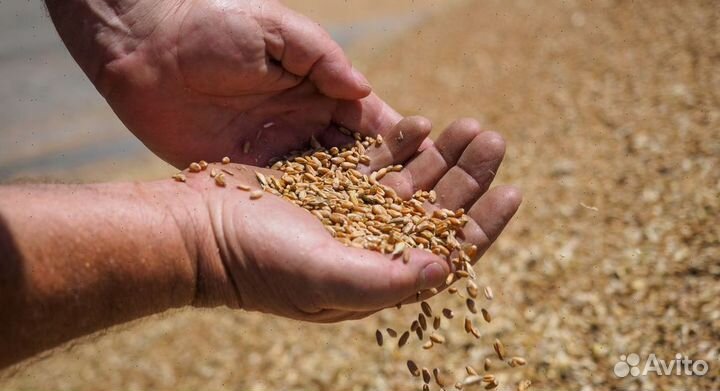 Купить овес