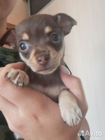 Мини той-терьер