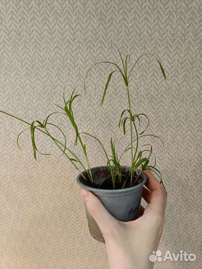 Монстеры, фикусы, филодендроны, циперус