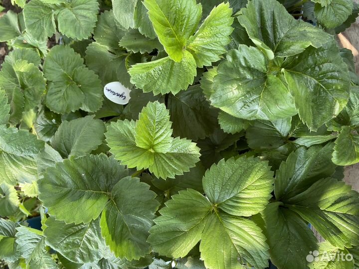 Саженцы клубники