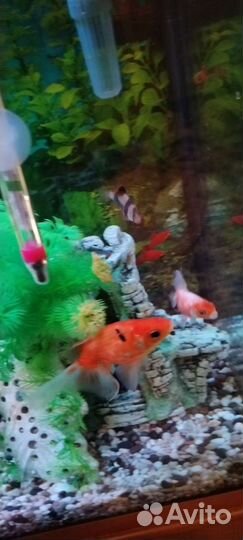 Золотая рыбка