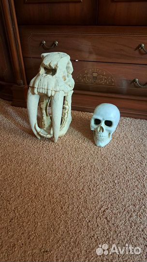 Аквариумные рыбки