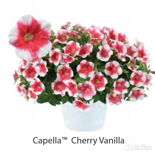 Вегетативные черенки (Европа)