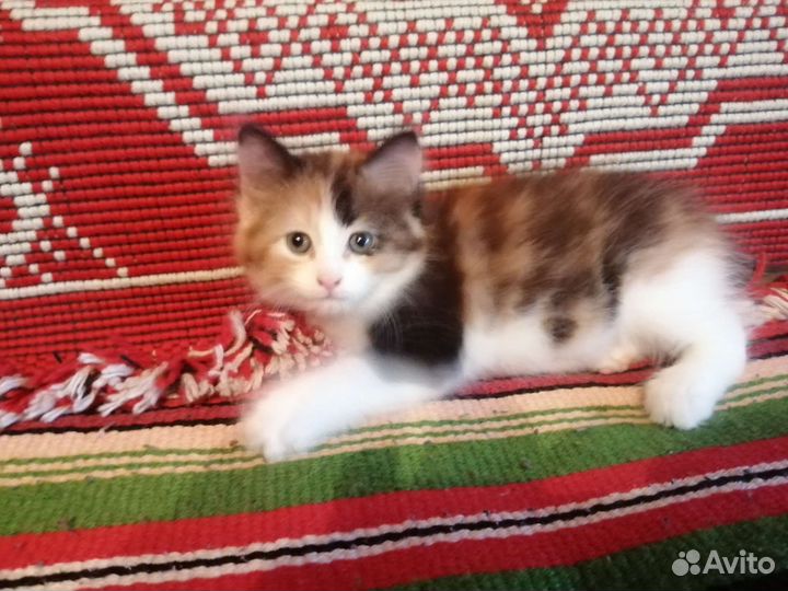 Котята бесплатно