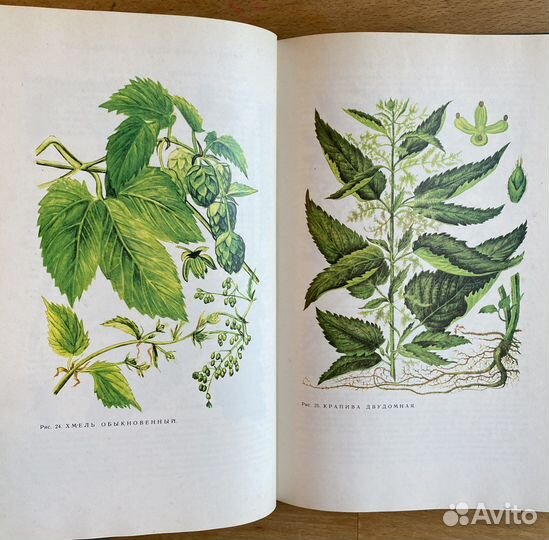 Дикорастущие лекарственные растения СССР Гаммерман