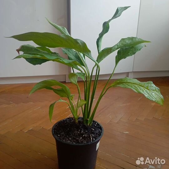 Спатифиллум