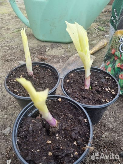 Хоста растение