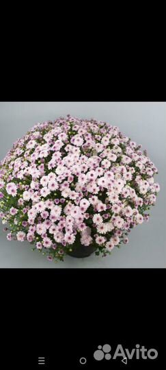 Хризантема мультифлора