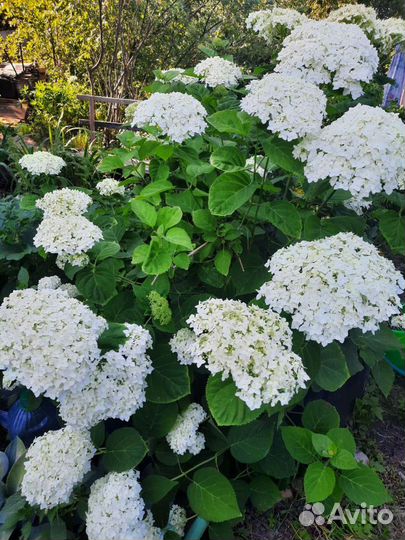 Гортензия белая