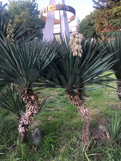 Квартира-студия, 24 м², 3/7 эт.