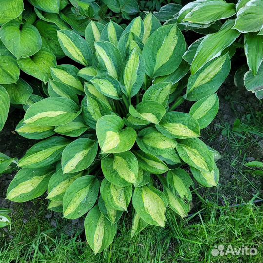 Хоста растение