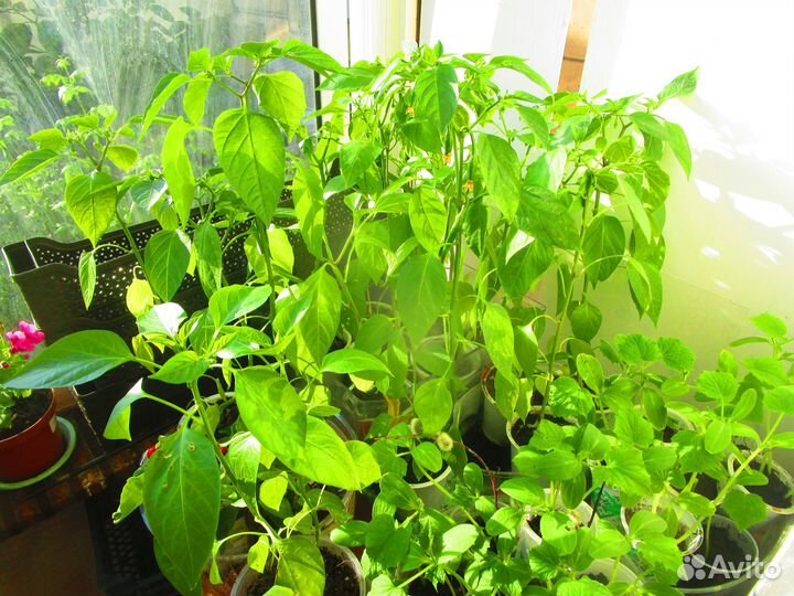 Рассада горького перца в отдельных горшках