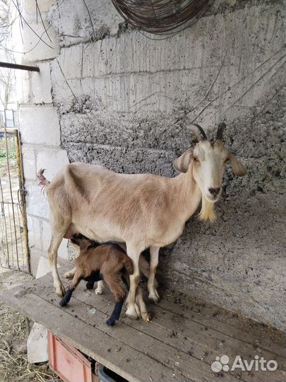Продажа козлят