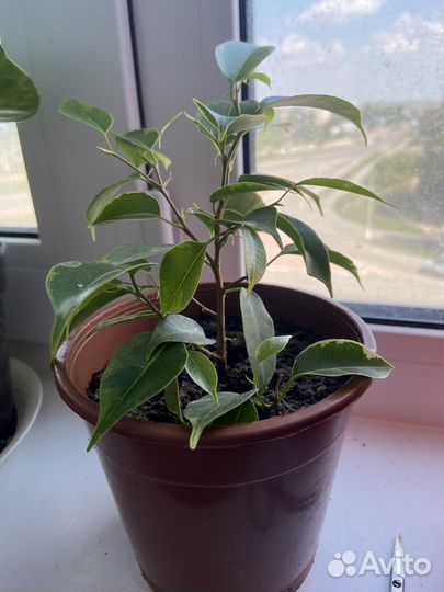 Фикус бенджамина