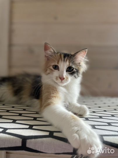 Котята в добрые руки бесплатно