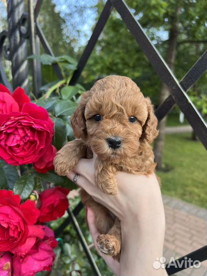 Той-пудель ред браун РКФ девочка